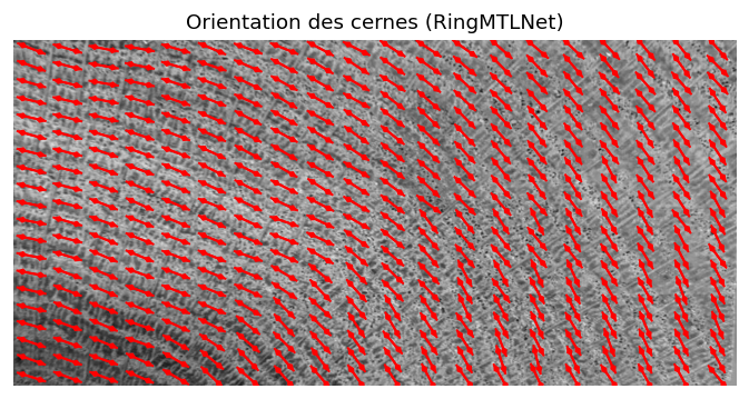 Orientation des cernes détectée par IA